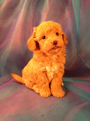 Male Poodle Bichon Puppy for sale #3 Born Feb. 5th 2013|Bichon Poos from Iowa Breeder are for sale|Ready April 2013